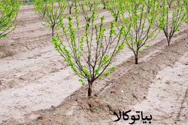 هرس مرحله به مرحله خرمالو